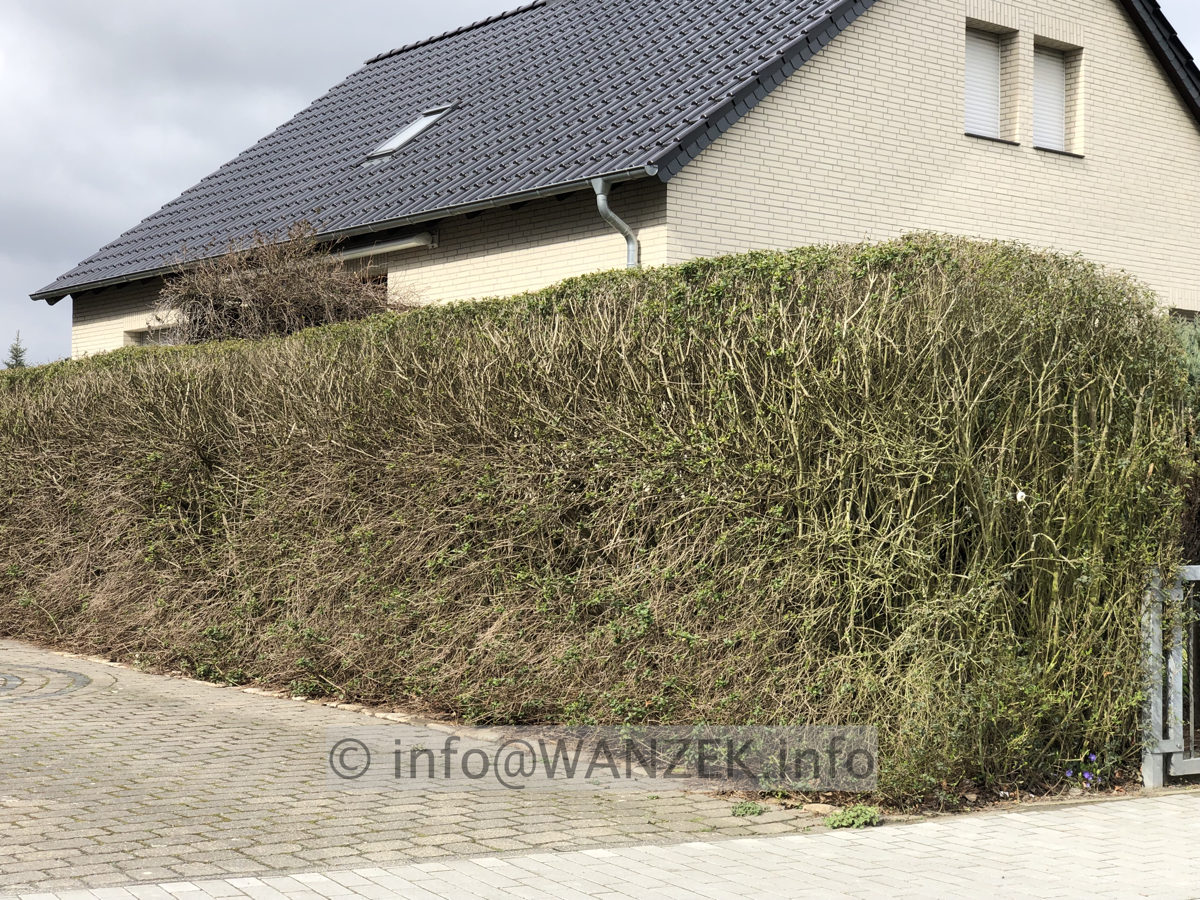 Hecke Liguster 001.JPG